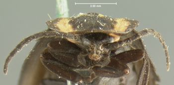 Media type: image;   Entomology 2773 Aspect: head frontal view